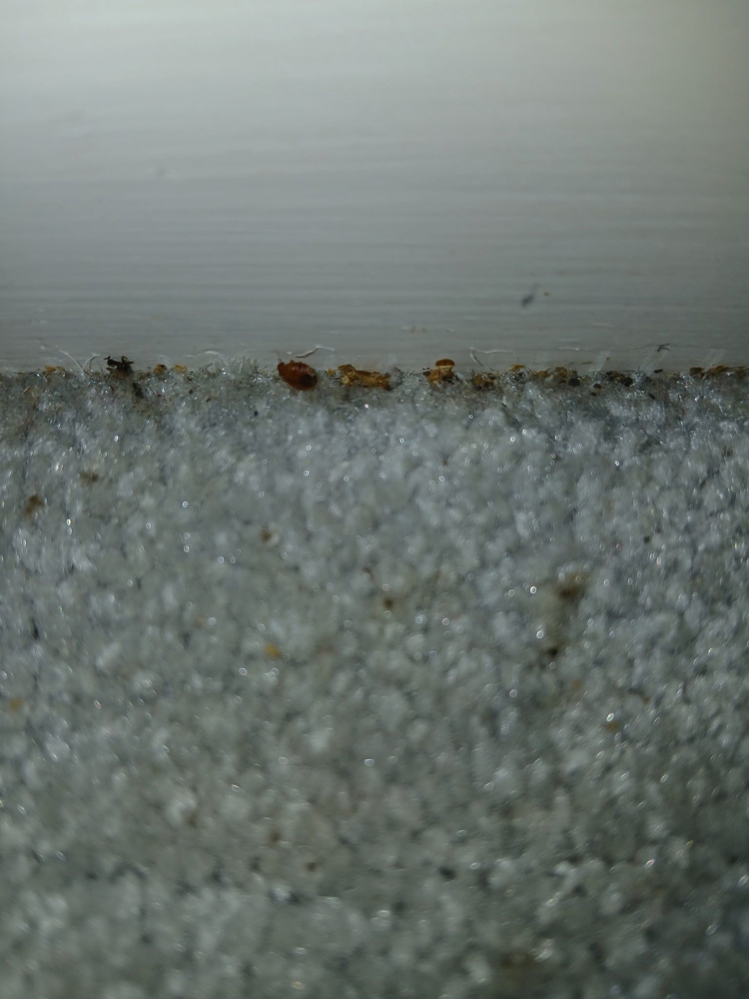 White textured surface with a row of small brown objects along the edge against a gray background