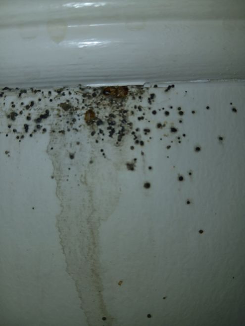 Black mold spots and a water stain on a white wall near the ceiling trim