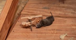Small gray mouse beside a broken beige trap on a wooden floor by a wall.