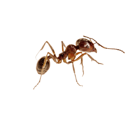 Ant Treatment