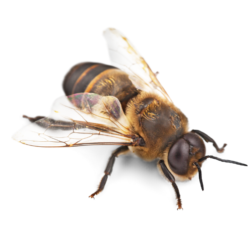 Bee Treatment
