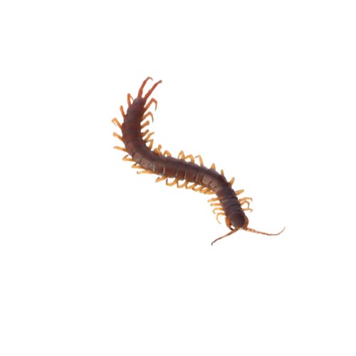 Centipede Treatment
