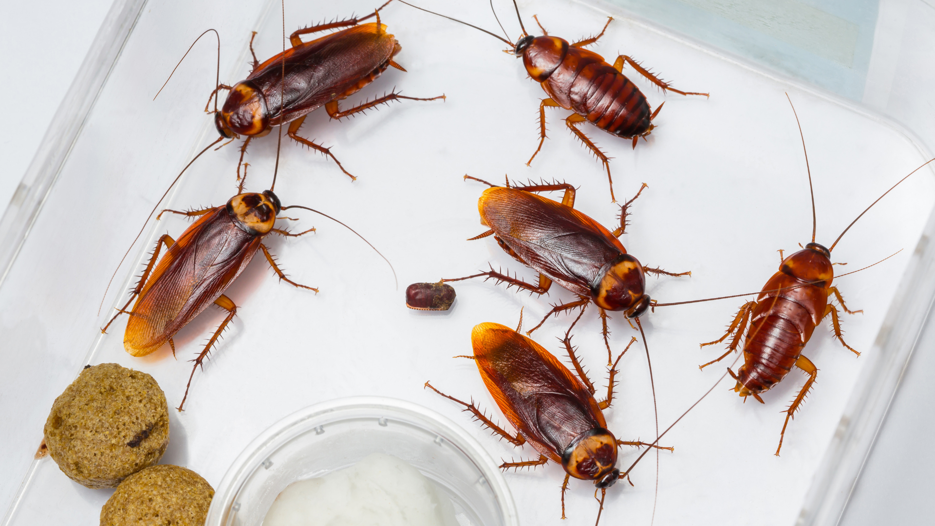 Roach Treatment