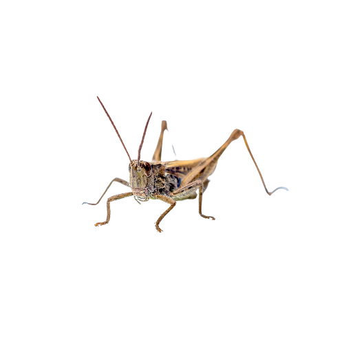 Cricket Treatment