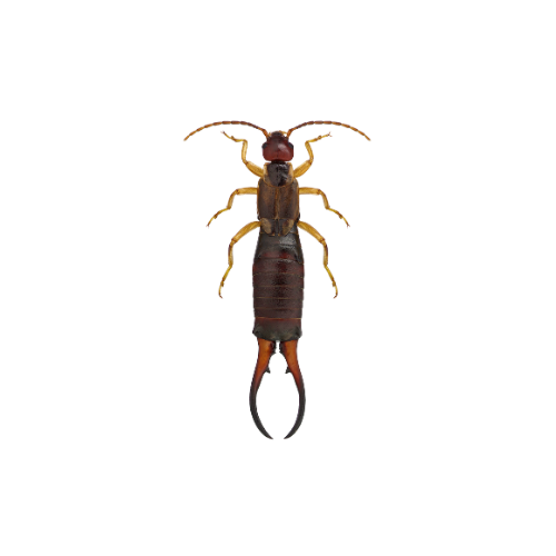 Earwig Treatment