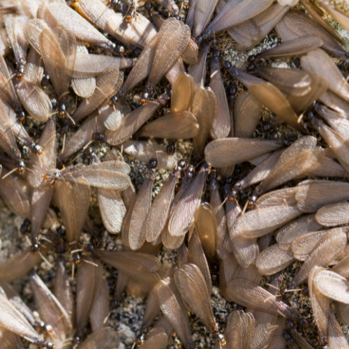 Termite Treatment