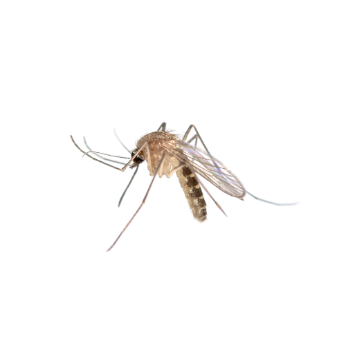Mosquito Treatment