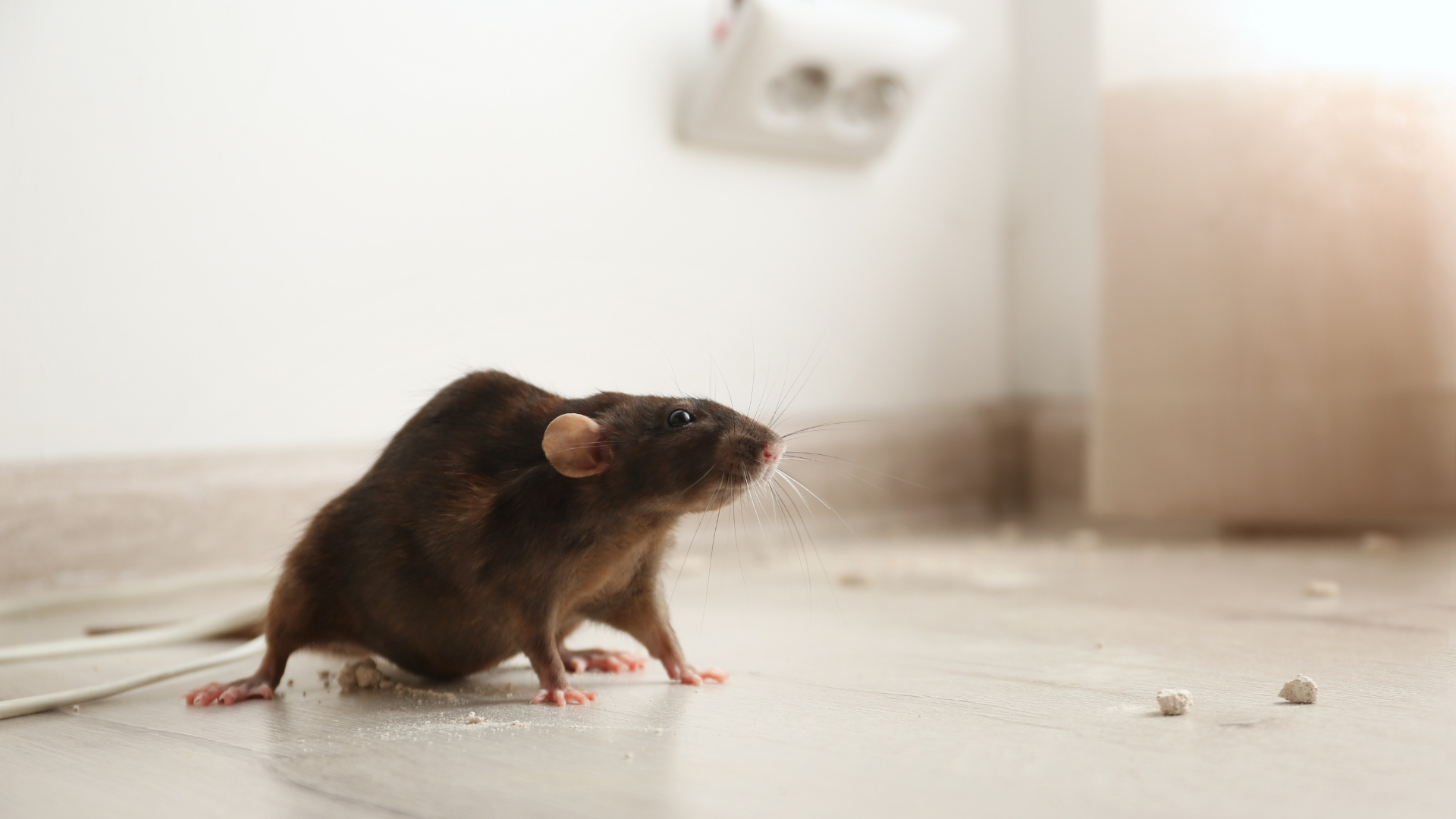 Mouse Treatment