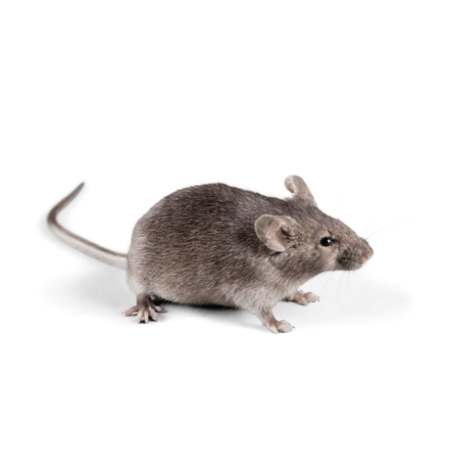 Rodent Treatment