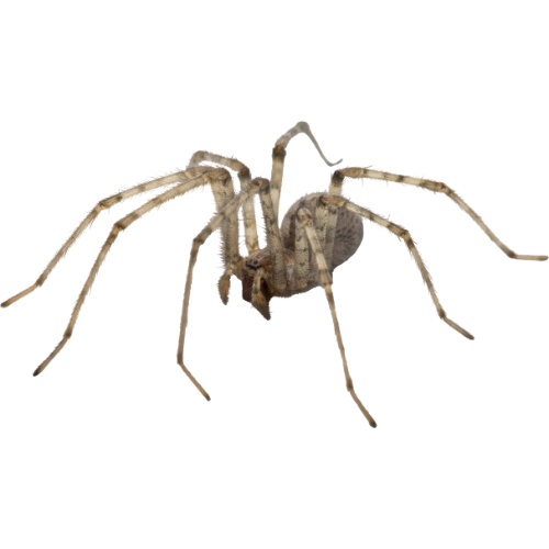 Spider Treatment