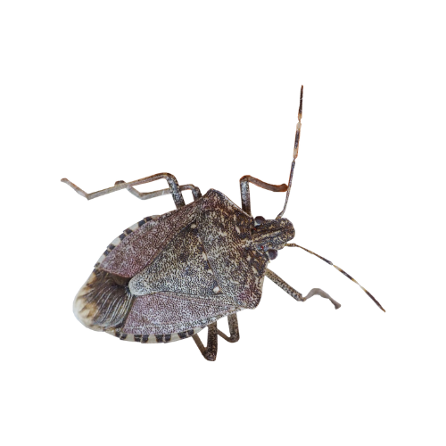 Stink Bug Treatment
