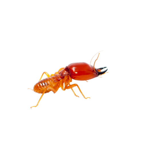 Termite Treatment