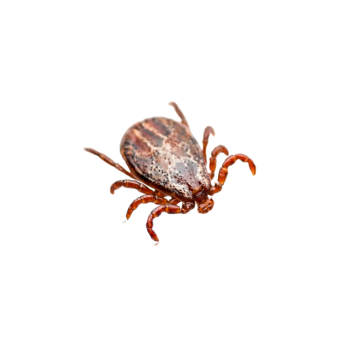 Tick Treatment