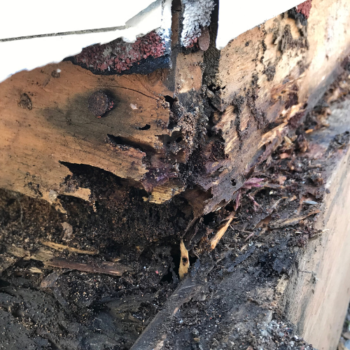 Termite Treatment