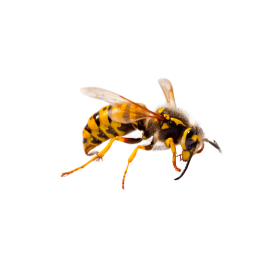 Wasp Treatment