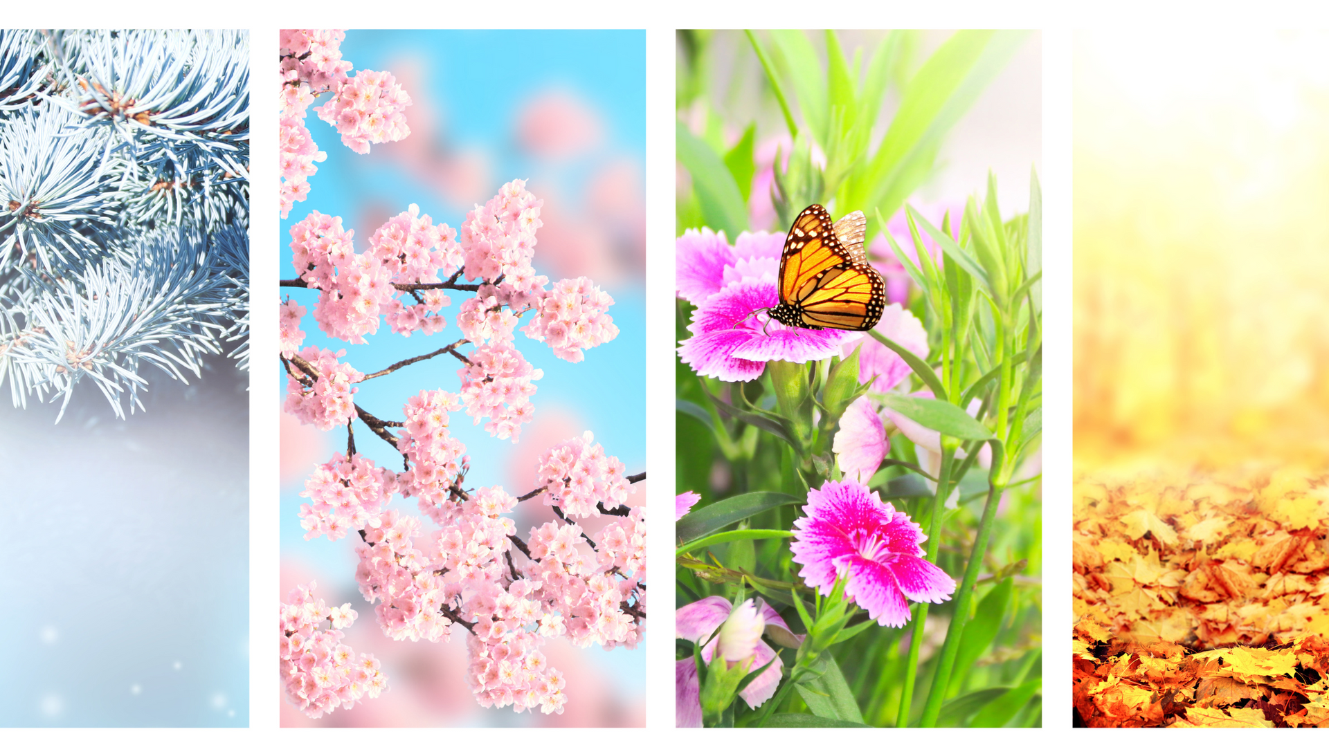 seasons