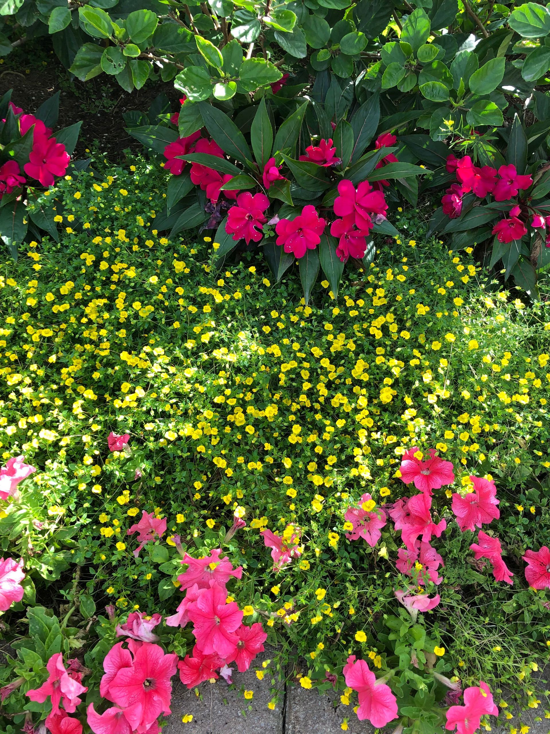Un jardin avec des fleurs roses et jaunes et des feuilles vertes