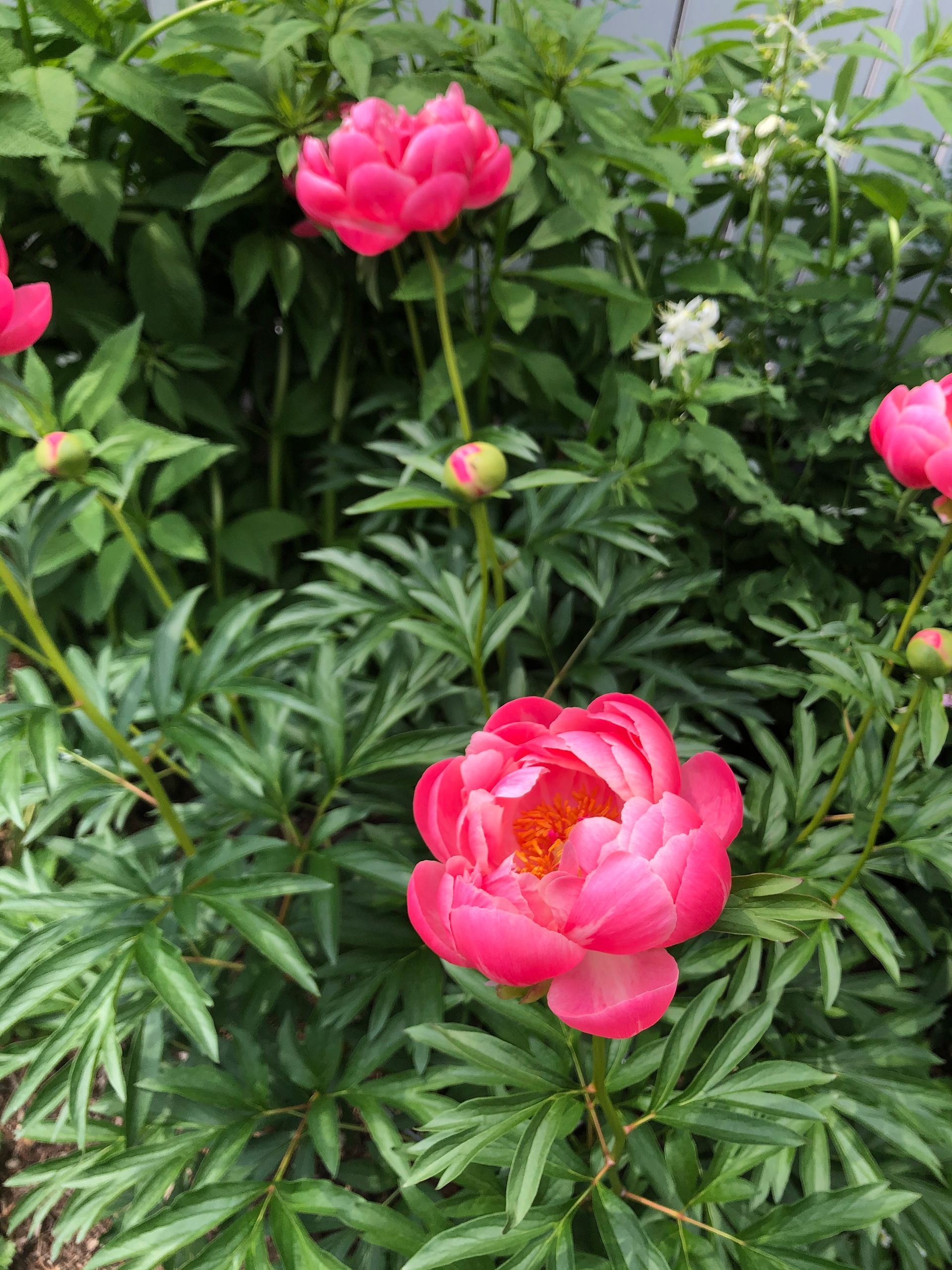 Un gros plan d'une fleur rose dans un jardin entouré de feuilles vertes.