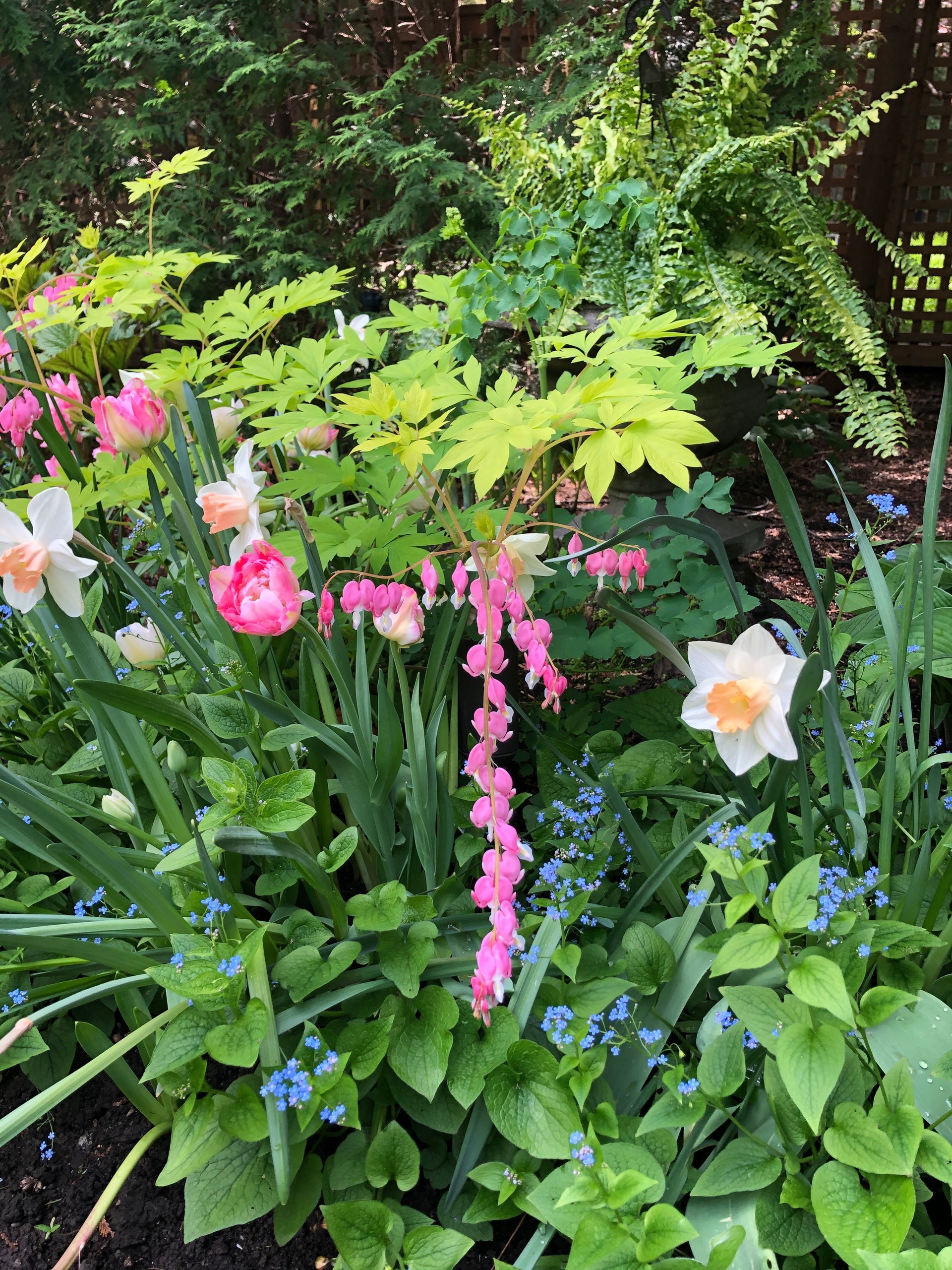 Un jardin rempli de beaucoup de fleurs et de fougères.