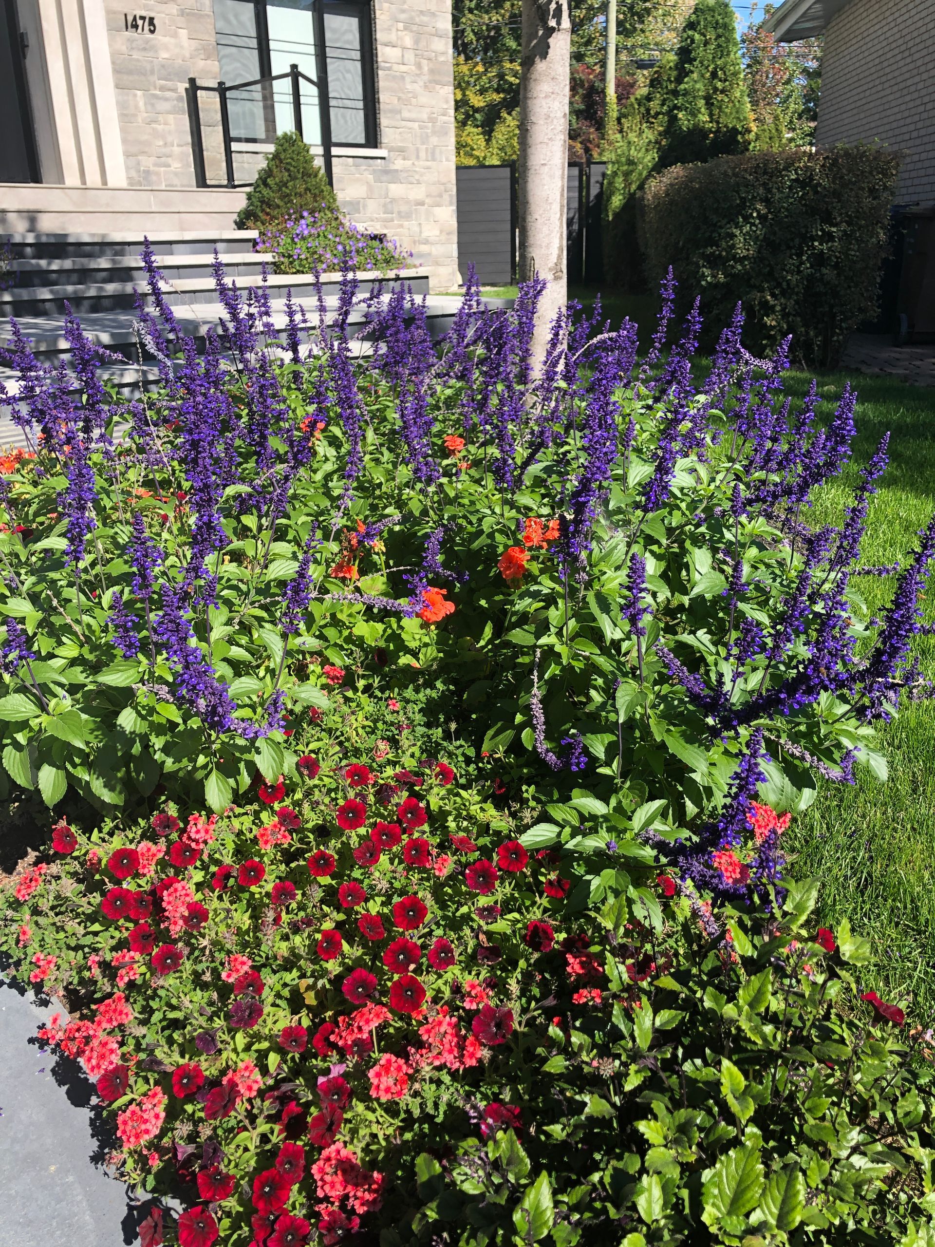 Un jardin avec des fleurs rouges et violettes devant une maison.