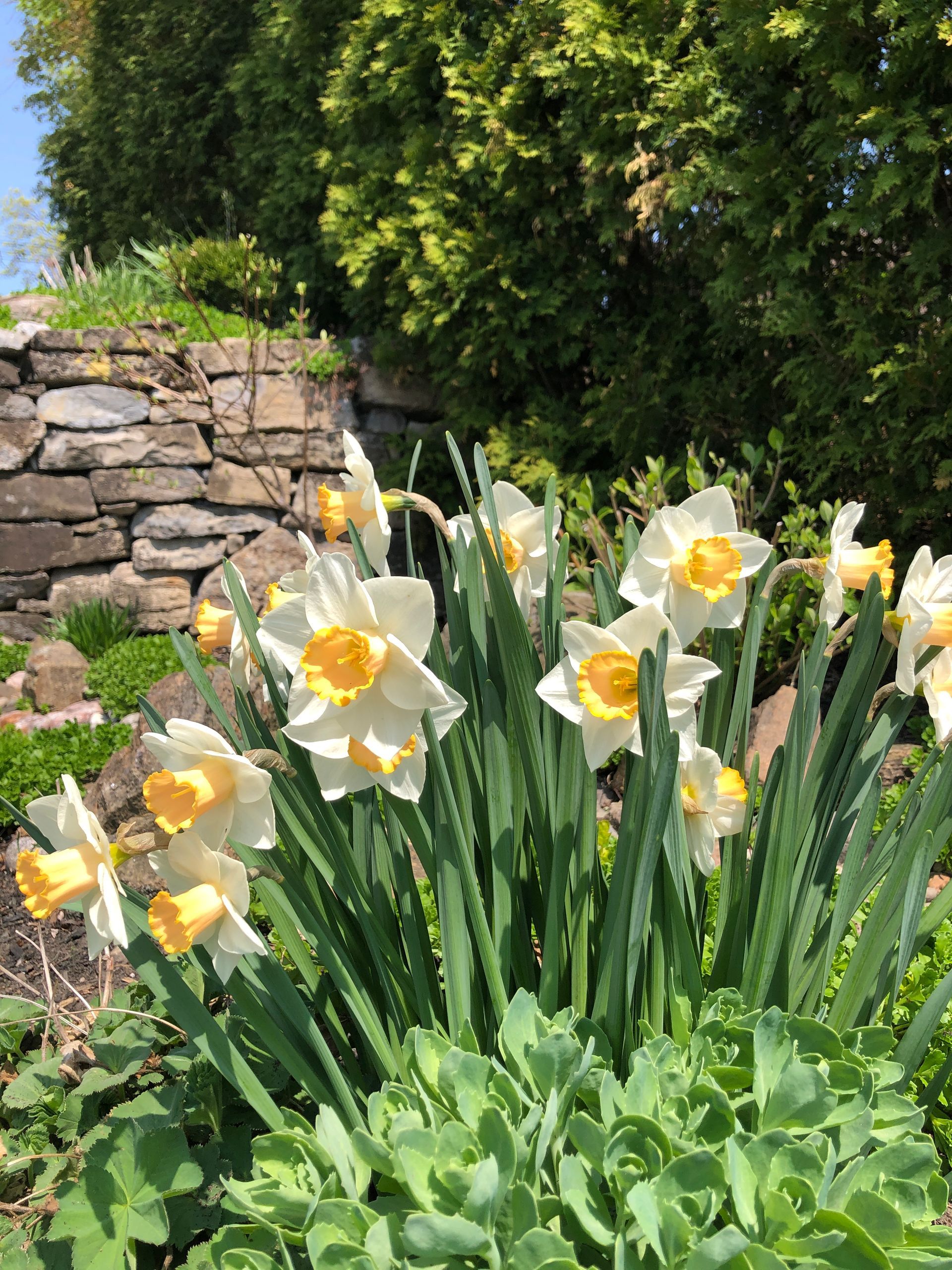 Un bouquet de fleurs blanches et jaunes pousse dans un jardin.