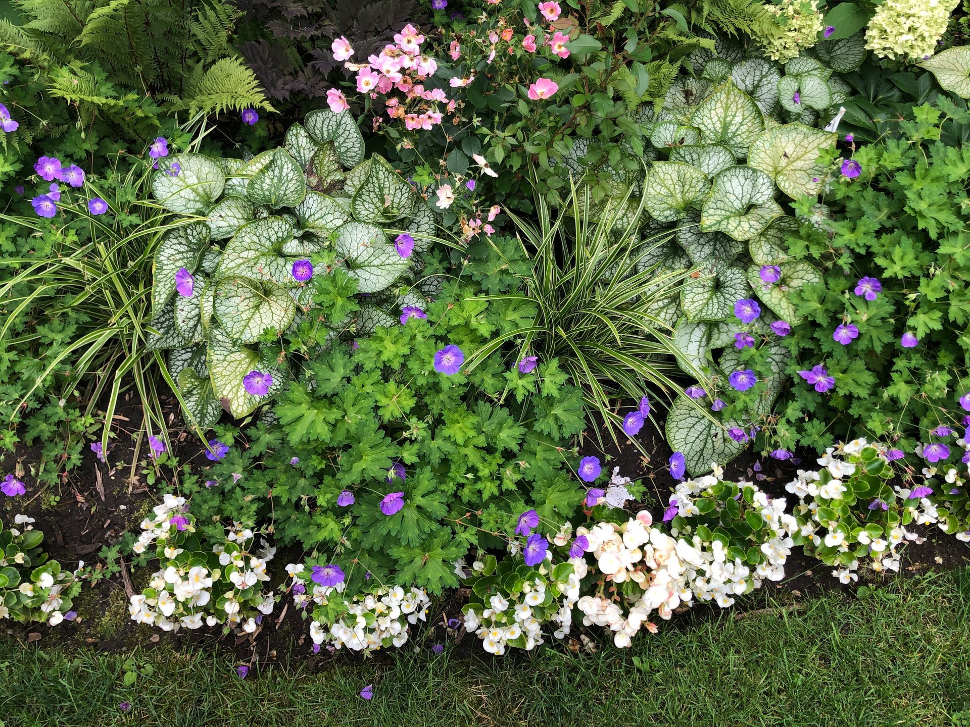 Un jardin rempli de nombreux types de fleurs et de plantes différentes.
