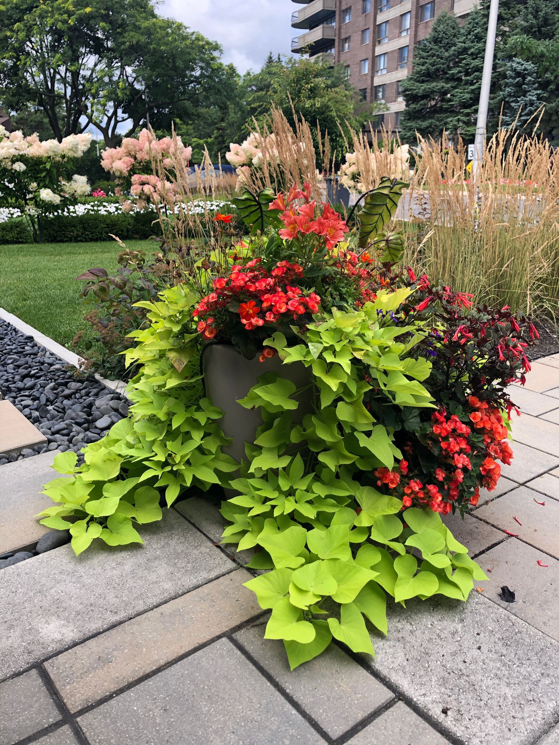 Une plante en pot avec des fleurs rouges et des feuilles vertes est posée sur un trottoir.