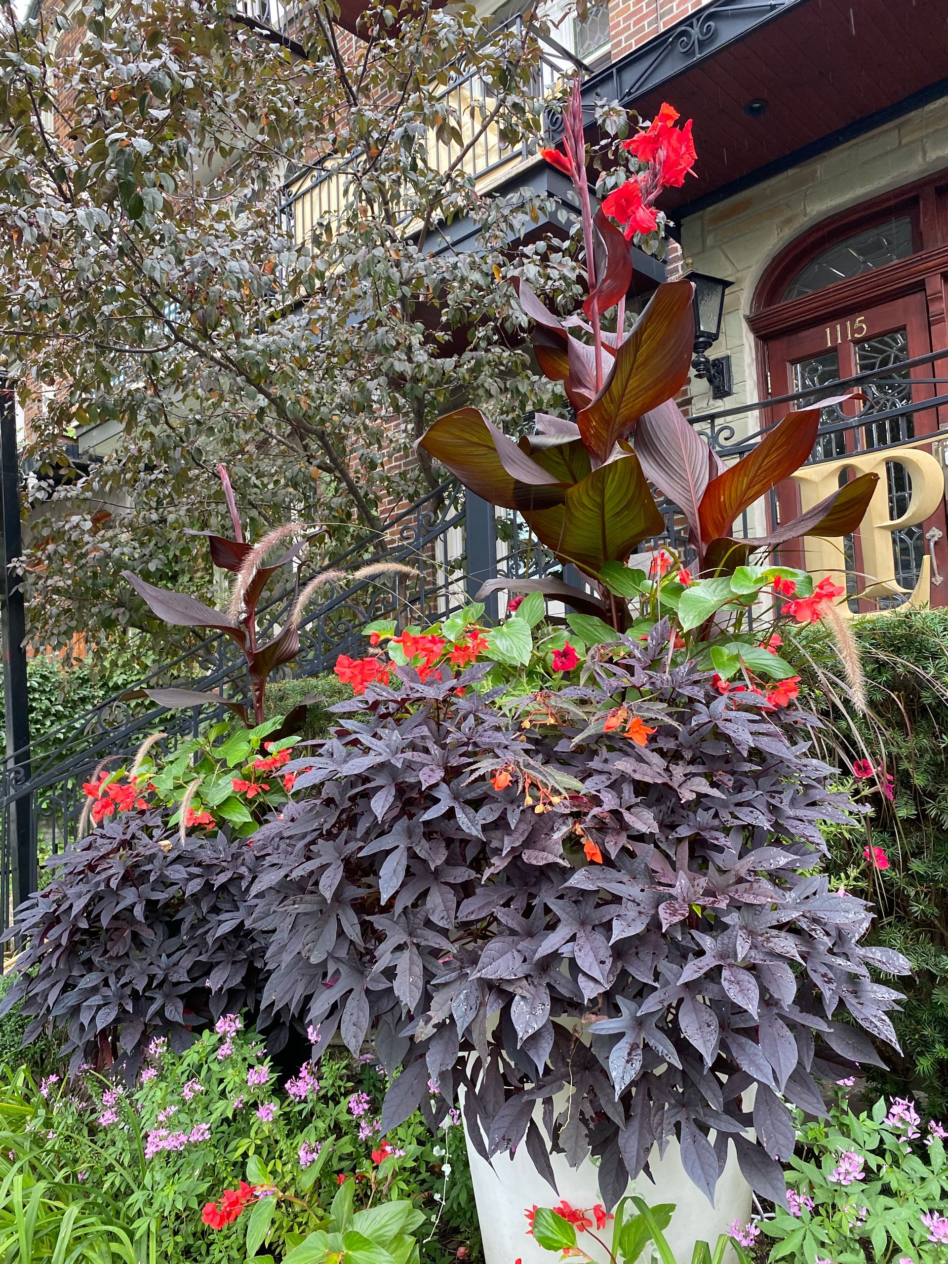 Une plante en pot avec des fleurs rouges se trouve devant un bâtiment.