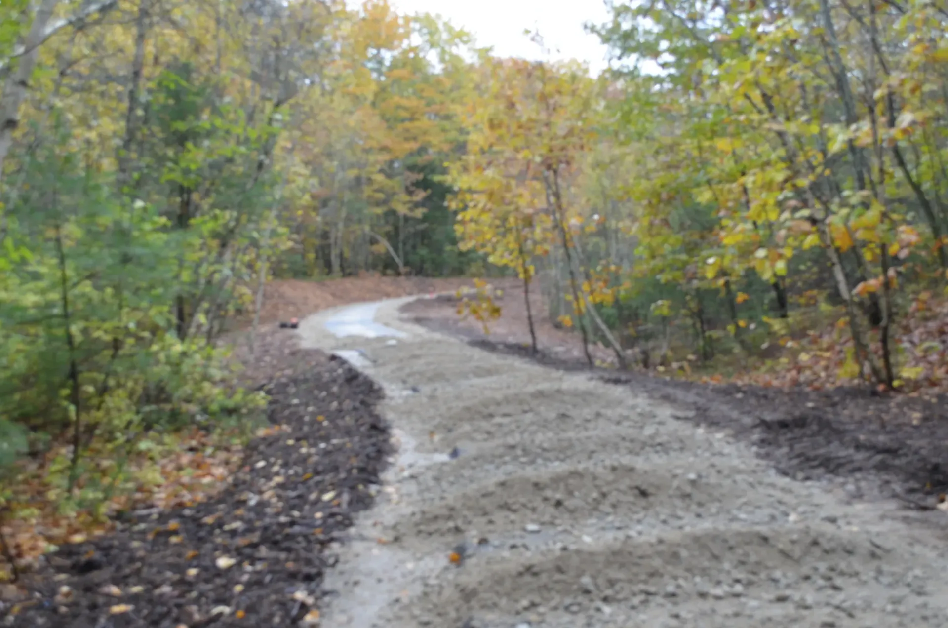 A dirt road in the middle of a forest with trees on both sides.