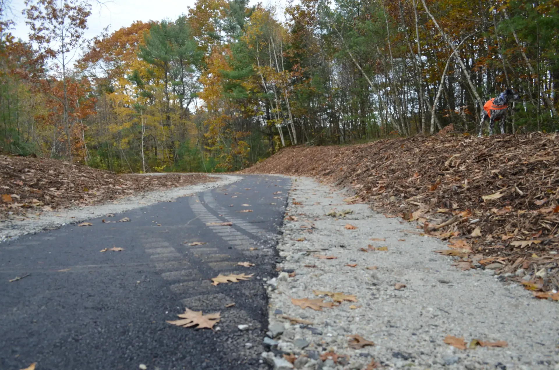 A person is riding a bike down a road in the woods.