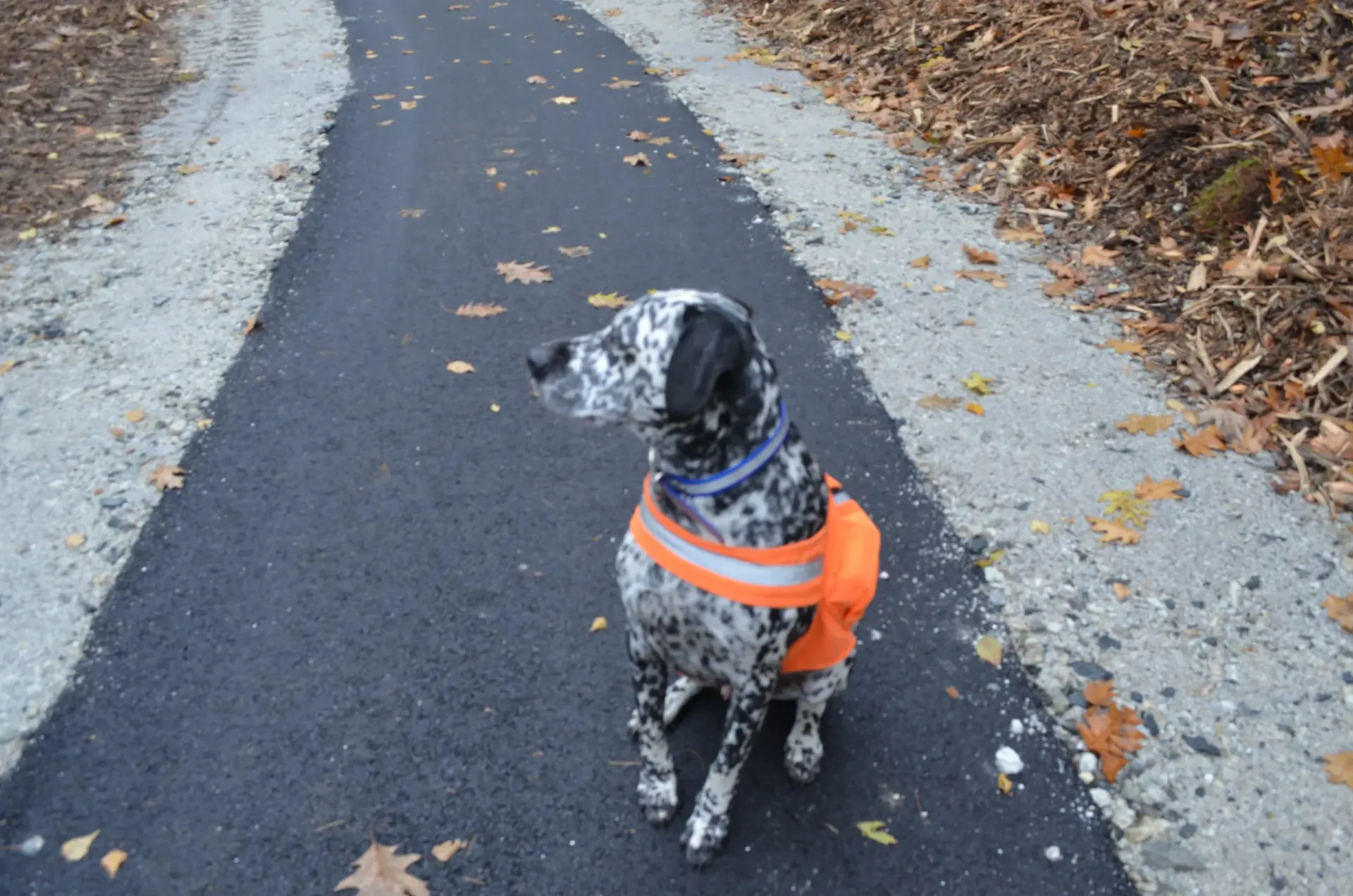 A dalmatian dog wearing an orange vest stands on a road