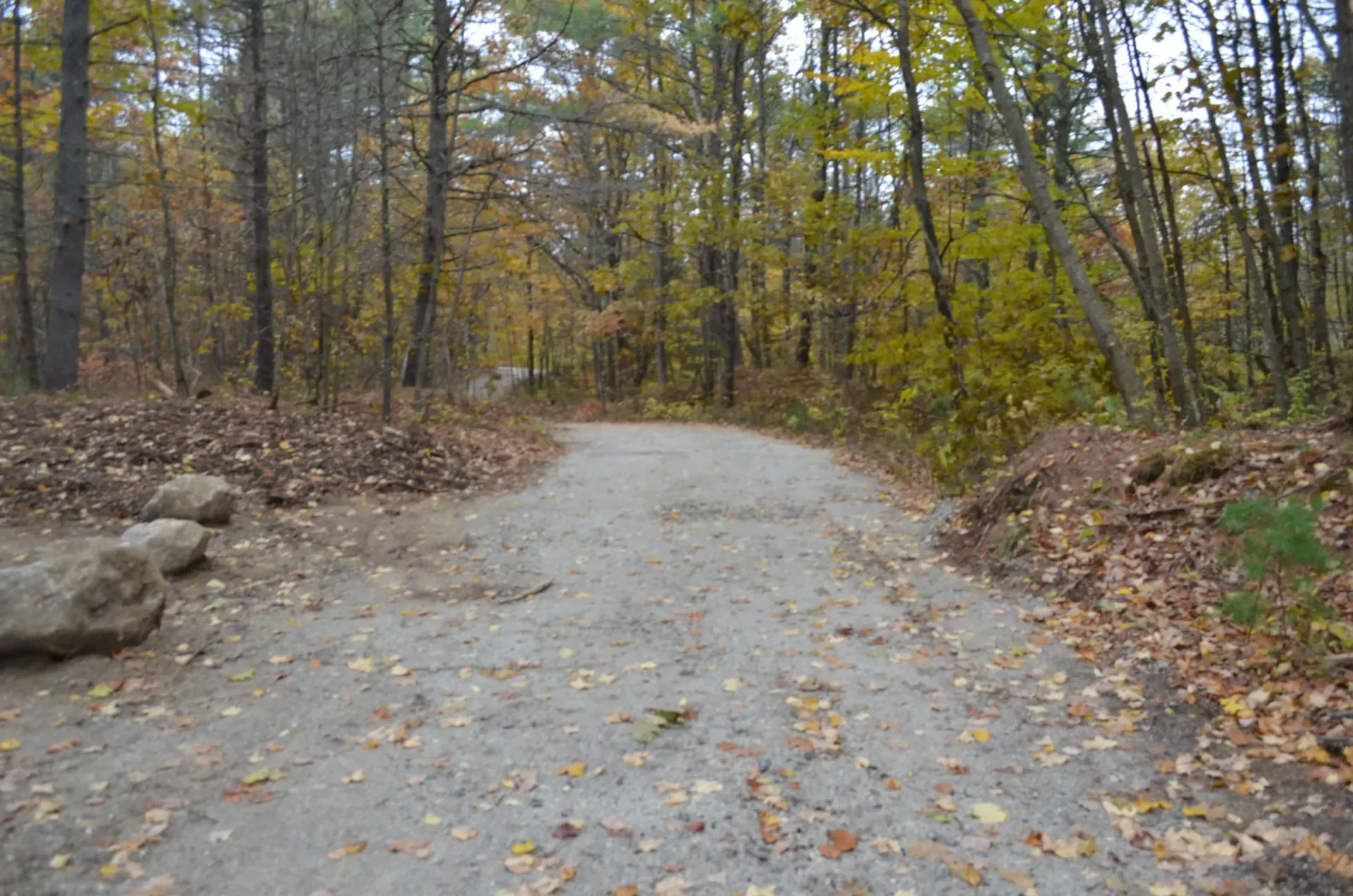 A dirt road in the middle of a forest with leaves on the ground.