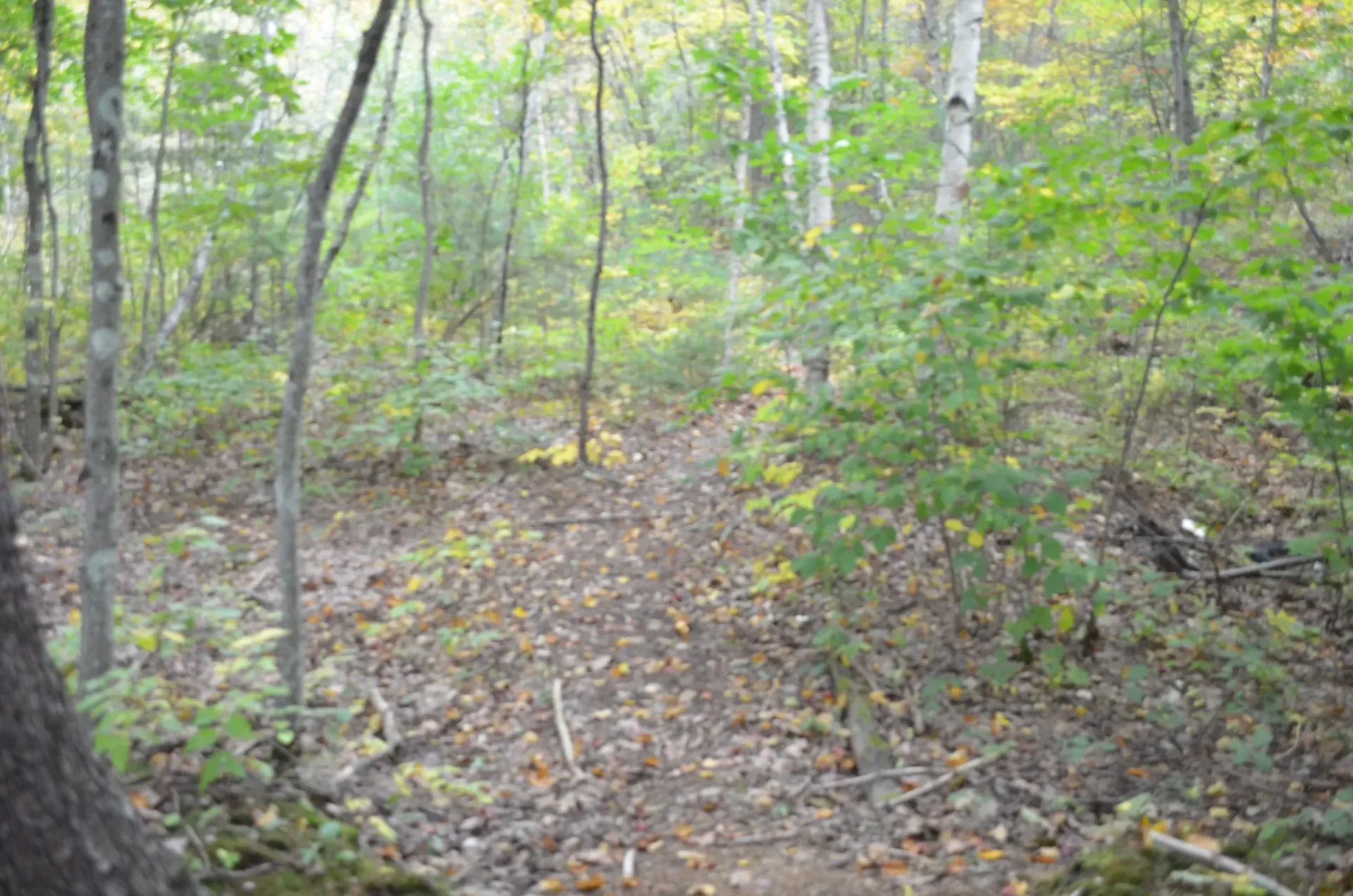 A path in the middle of a forest surrounded by trees and leaves.