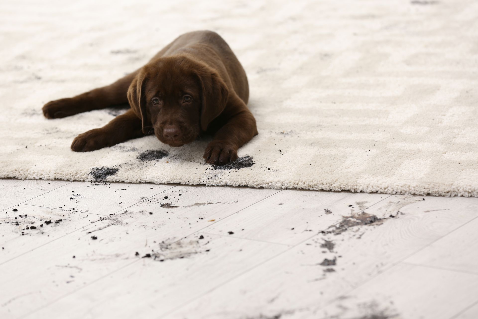 Chocolate Labrador puppy lying on a light rug stained with dark paw prints, indoors.