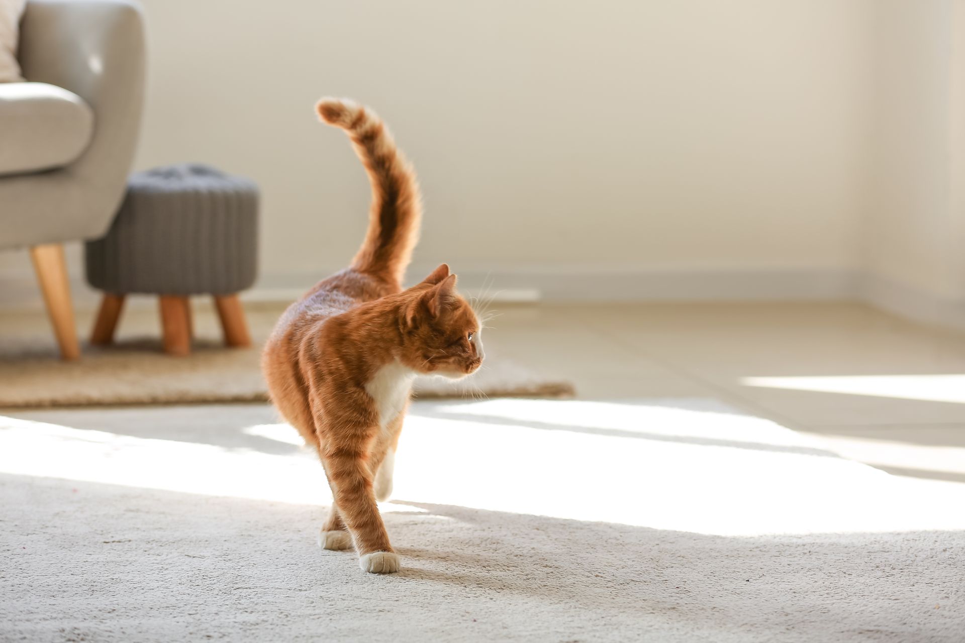 Orange tabby cat with white markings walking on a light carpet in a sunlit room.