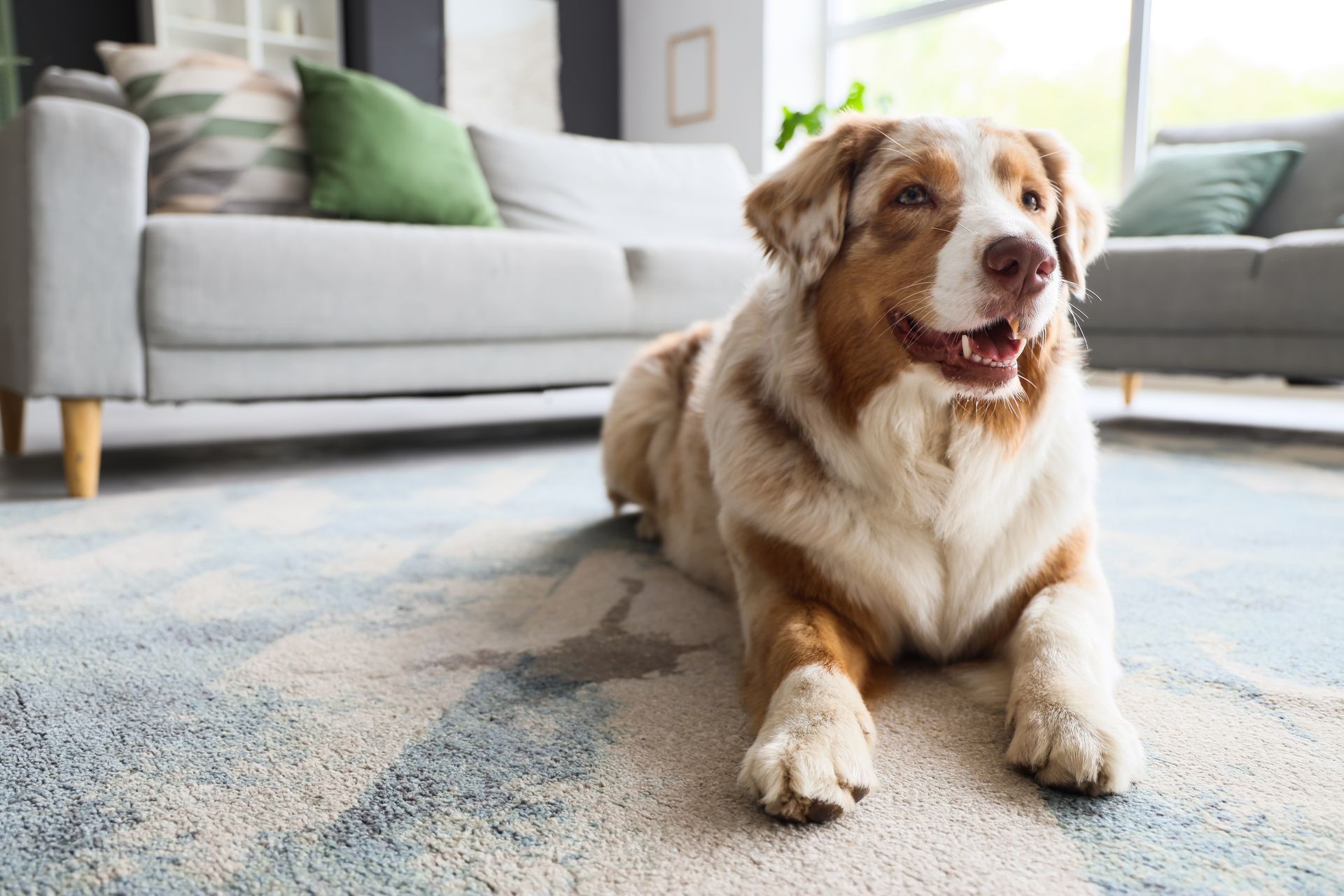 Australian Shepherd dog rests on a blue patterned rug in a living room with sofas.