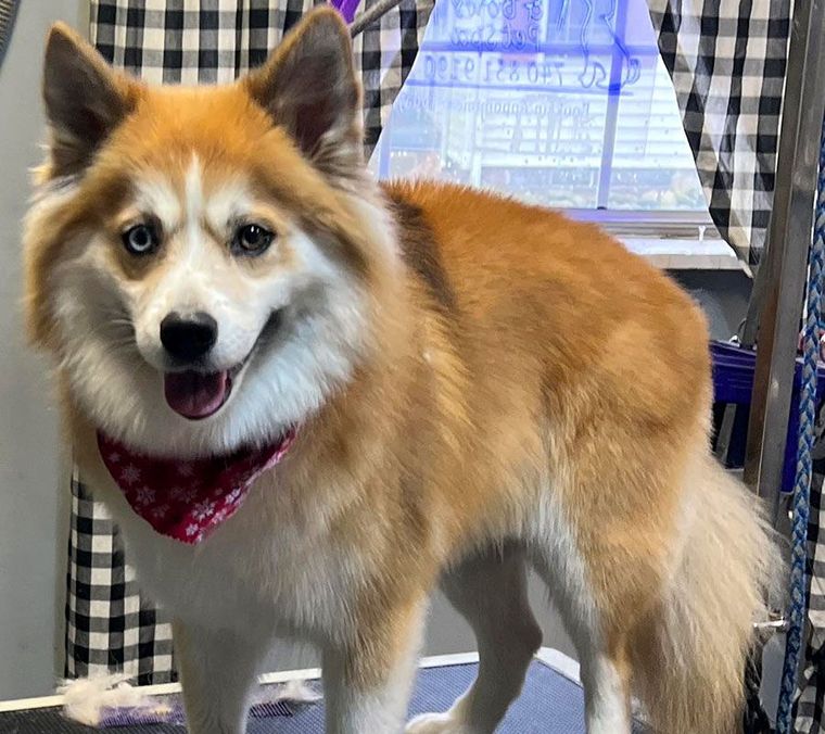 Fluffy tan-and-white dog wearing a pink bandana, standing indoors and looking at the camera