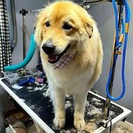 Golden retriever standing on a grooming table with wet fur and a bandana, tongue out.
