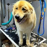 Golden retriever standing on a grooming table with wet fur and a bandana, tongue out.
