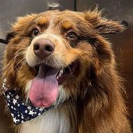 Brown fluffy dog with tongue out, wearing a star-patterned bandana