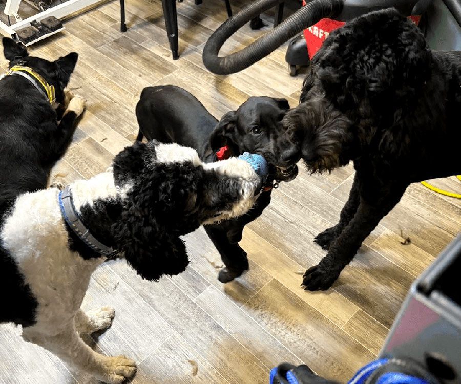Three dogs play tug-of-war indoors on a wood floor.