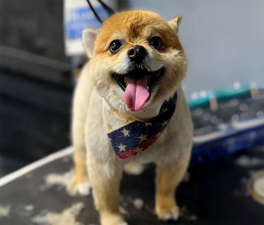 Small tan dog wearing a star-patterned bandana, sitting with tongue out and looking at the camera