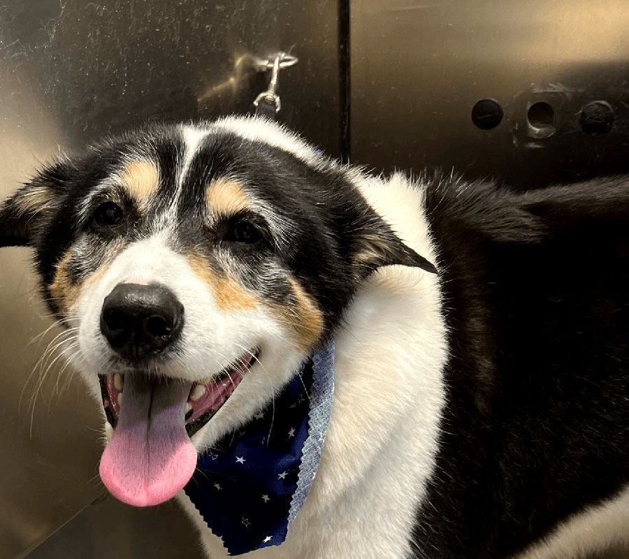Happy black-and-white dog with tongue out, wearing a blue bandana, in a stainless-steel elevator