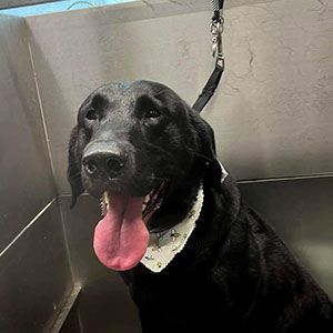 Black dog with pink tongue and white bandana on a grooming table
