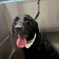 Black dog with pink tongue and white bandana on a grooming table