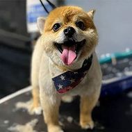 Small tan dog with tongue out, wearing an American flag bandana, standing indoors.