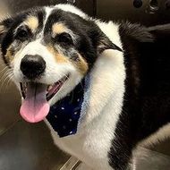 Happy black, white, and tan dog wearing a blue bandana, panting indoors.