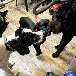 Two black dogs and a small black-and-white dog sniff each other indoors on a wooden floor.