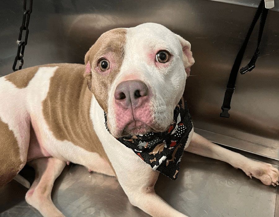 White-and-tan dog with a black bandana lying on a stainless-steel exam table, looking at the camera.