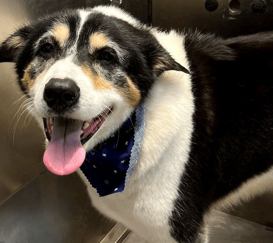 Black, white, and tan dog wearing a blue bandana, panting in a metal sink